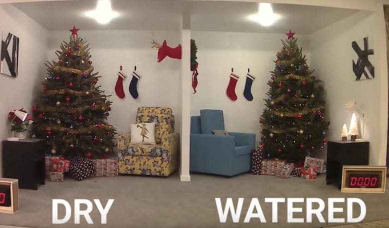This is why it's vital to always water your Christmas tree