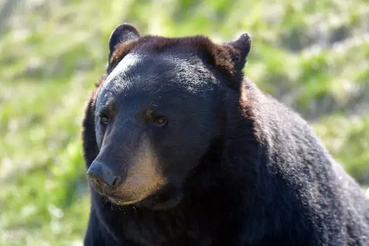 His Dog Unexpectedly Ran Into The Forest - When He Finally Found It, His Blood Ran Cold!