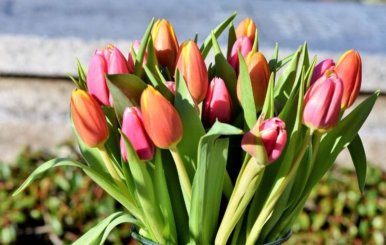 Tulips are in season! With THIS trick you'll prevent the tulips in your bouquet from drooping!