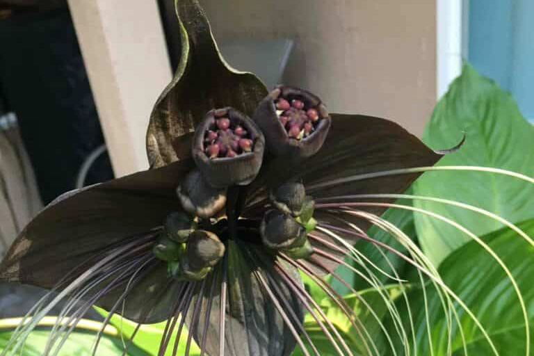20 Rare And Strange Plants From Around The Globe