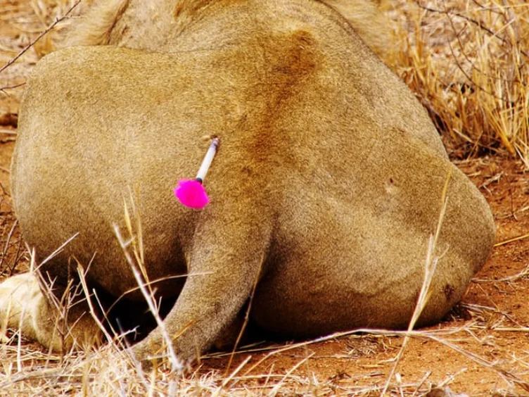 Lion Seeks Help from Photographer - The Unbelievable Truth Revealed