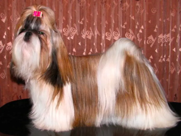 Barking Up the Right Tree: 49 Essential Insights into Your Future Furry Friend