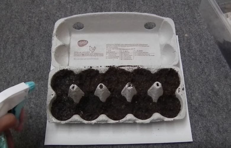 Don't throw out your empty egg cartons: this is what you can do with them! Amazing!