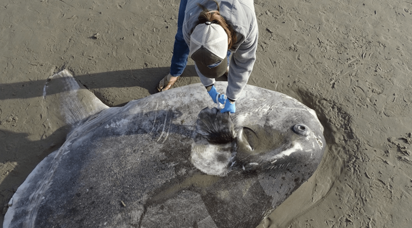 Massive, Mysterious Sea Monster Found on California Beach Stumps Scientists