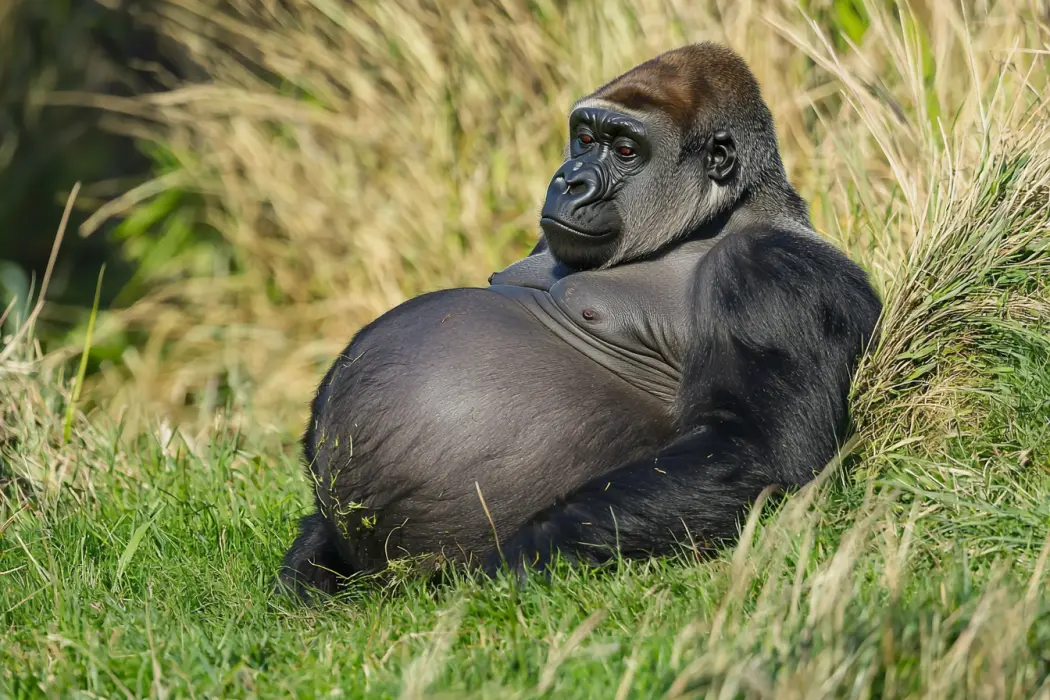 Pregnant Gorilla's Ultrasound Reveals a Dark Secret
