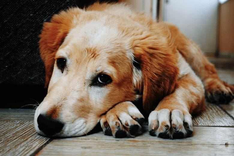 This shocking photo shows what hot asphalt can do to your dog's paws