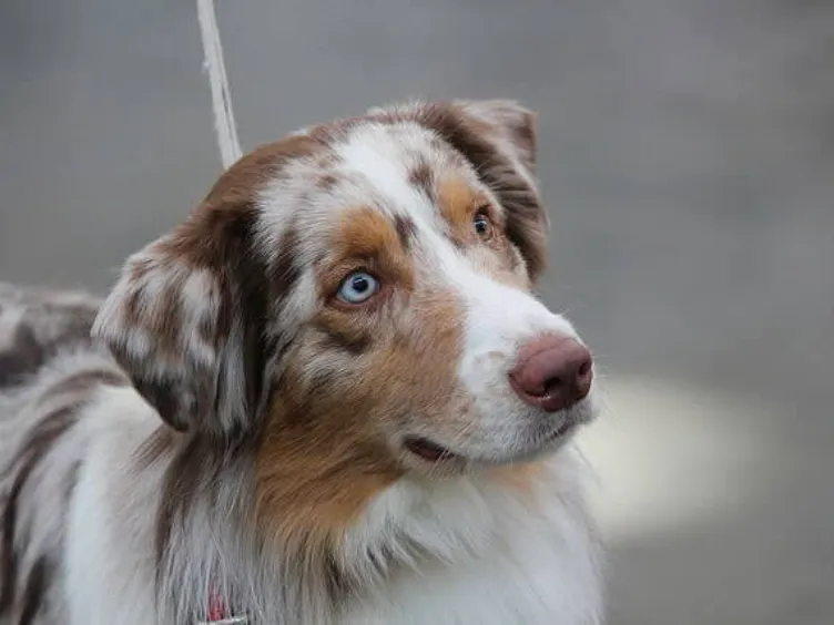 Barking Up the Right Tree: 49 Essential Insights into Your Future Furry Friend