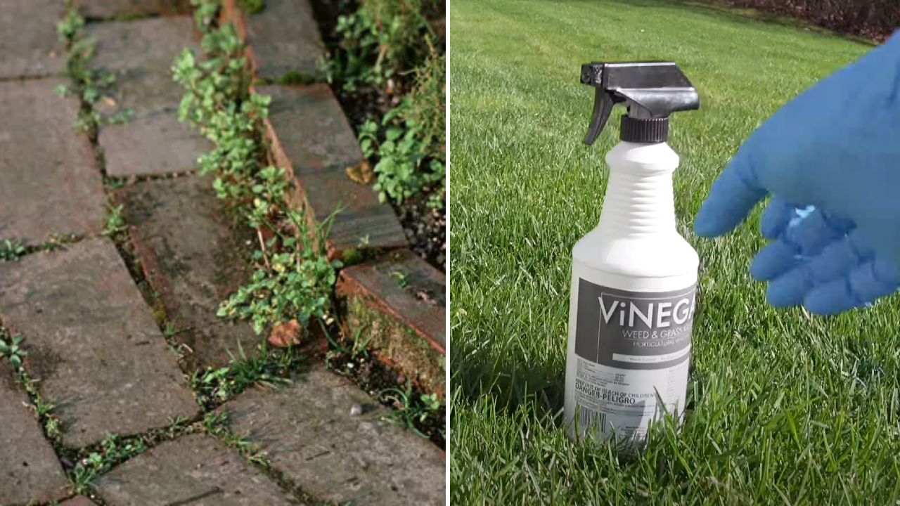 Struggle With Weeds? Fire Away With This DIY Weed Remover!