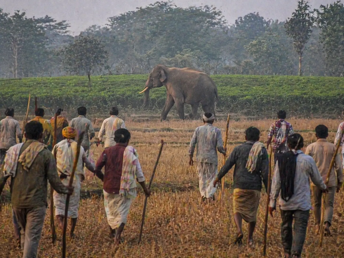 Lone Elephant Bellows In The Forest For Hours — When Villagers Discover Why, They Realize It’s Worse Than It Seems 