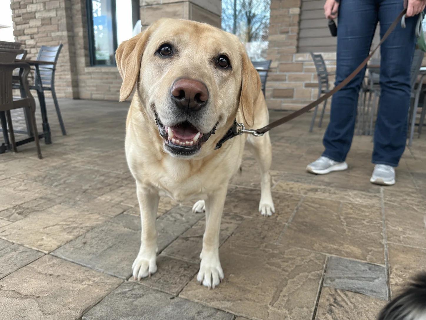 This Dog Wore A Camera That Took Photos Whenever It Got Excited – The Resulting Compilation Is Melting Hearts