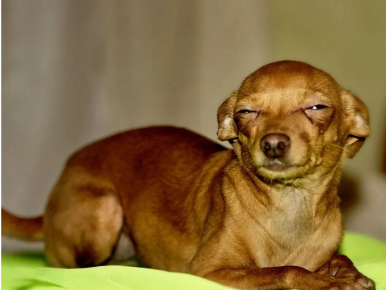 What's Your Dog Really Saying? Uncover 43+ Tips to Crack the Canine Code!