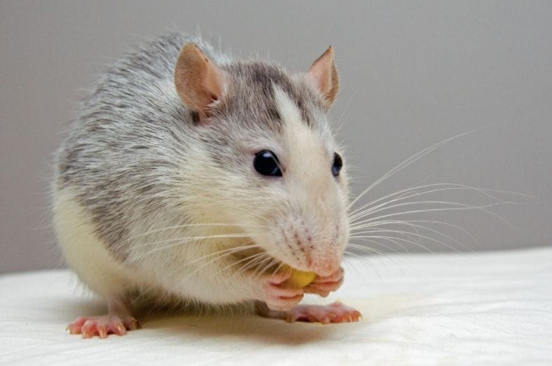 Mice and other vermin will be a thing of the past with THIS animal friendly trick!