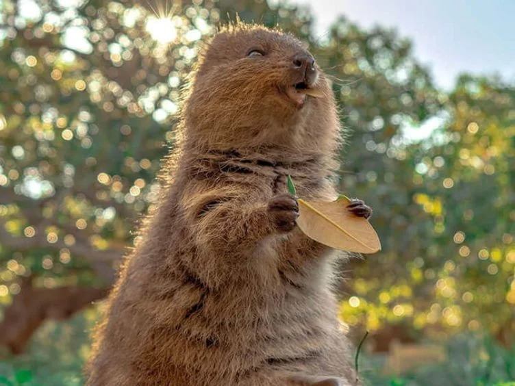 Hold onto Your Laughter - 40 Funny Moments With Adorable Animals