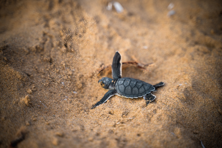 Dying baby turtle saved by family in Ireland