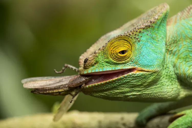 Man Finds “Snake” In His Toilet – When Expert Sees It, He Whispers: “That’s Not A Snake…”
