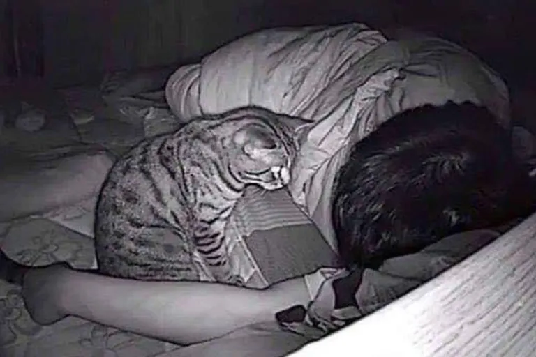 His Cat Could Not Stop Staring At Him At Night - After Installing The Camera, He Founds out Why