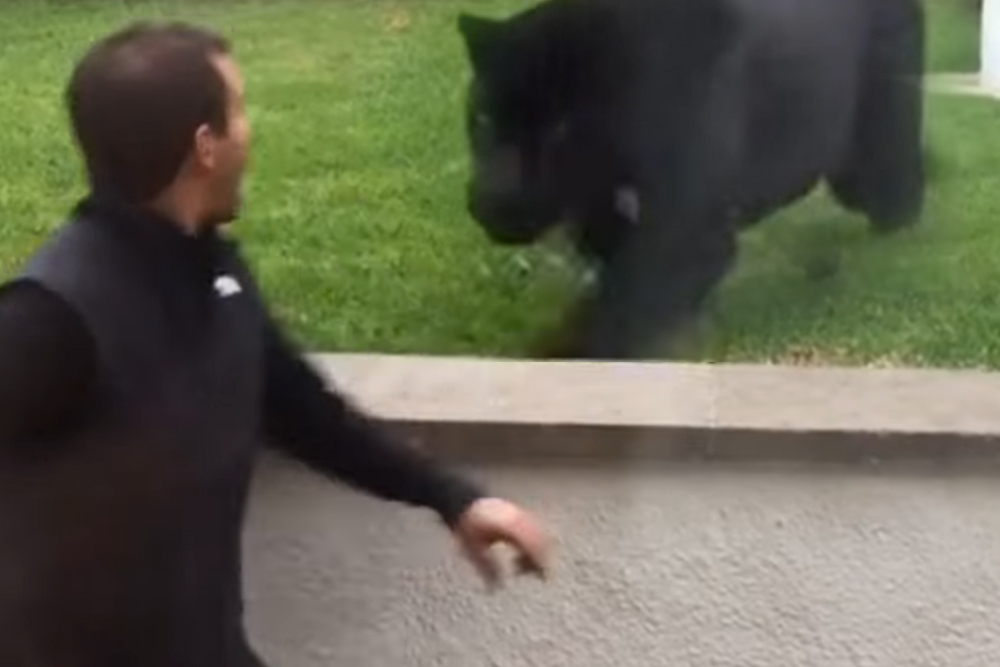 Man Doesn’t Notice Black Panther Sneaking Up On Him From Behind Until It Is Too Late