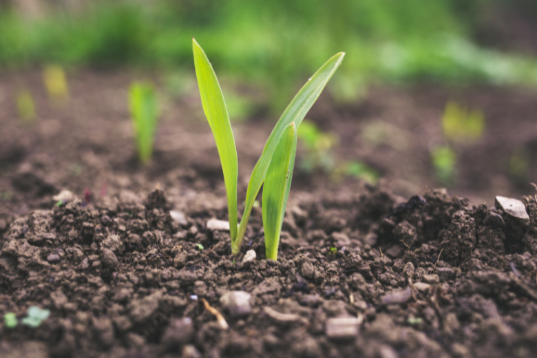 The state of New York now allows human composting