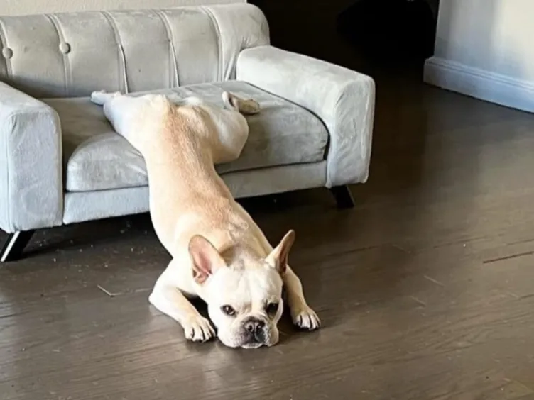 What's Your Dog Really Saying? Uncover 43+ Tips to Crack the Canine Code!