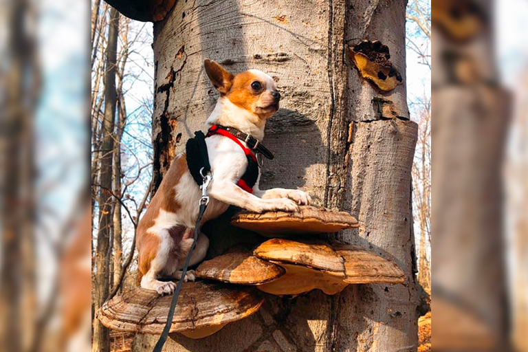 Here are 10 pictures of dogs on mushrooms