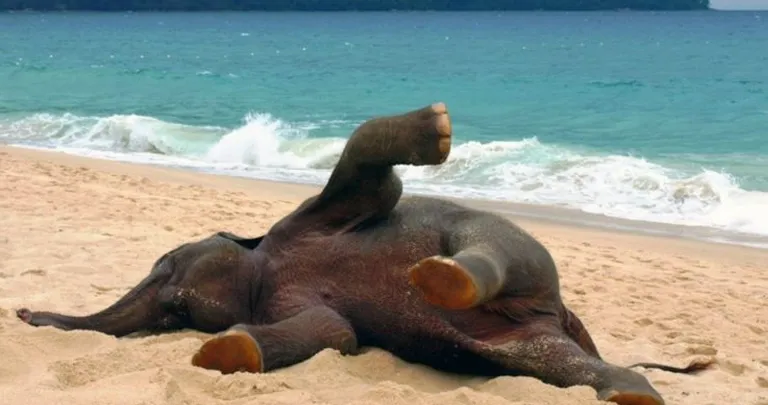 Some of the Funniest Beach Pictures: Some Are Going Too Far!