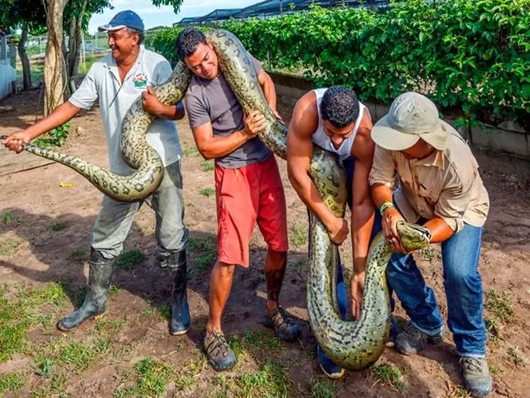 These Workers Found A Giant Snake - You Won't Believe What They Found Inside!