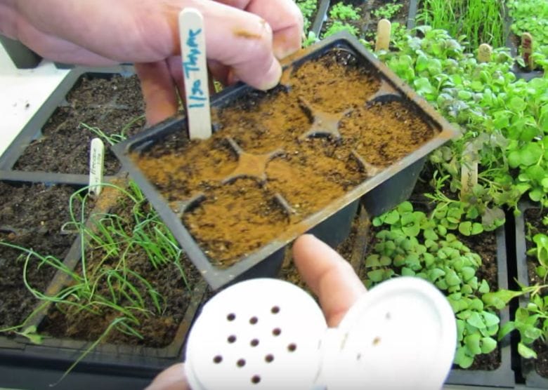 THIS is why everyone sprinkles ground cinnamon all over their gardens! Genius!