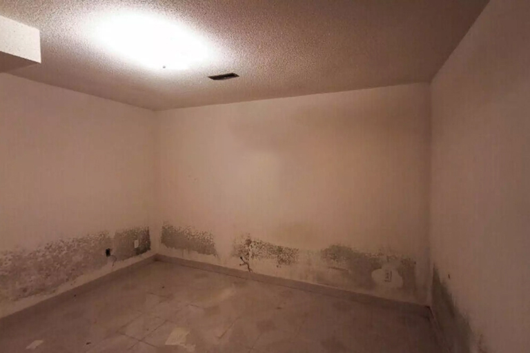 Their grandfather passed away, then they found a trap door in his living room