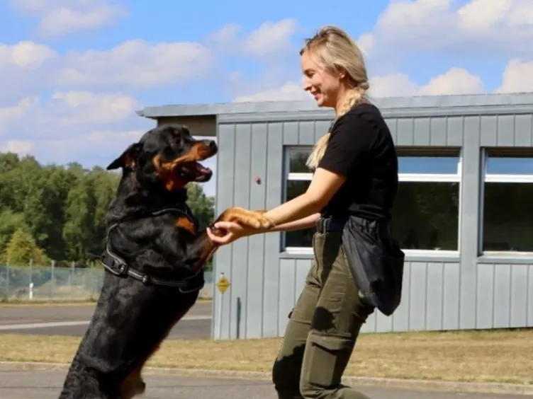 What's Your Dog Really Saying? Uncover 43+ Tips to Crack the Canine Code!