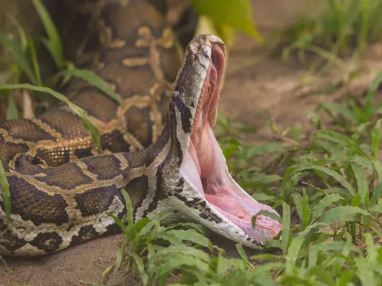 These Workers Found A Giant Snake - You Won't Believe What They Found Inside!