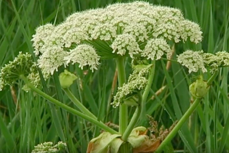 Beware: warn children about this dangerous plant before they go outside to play!