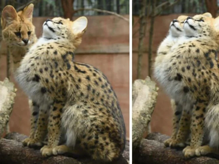 Hold onto Your Laughter - 40 Funny Moments With Adorable Animals