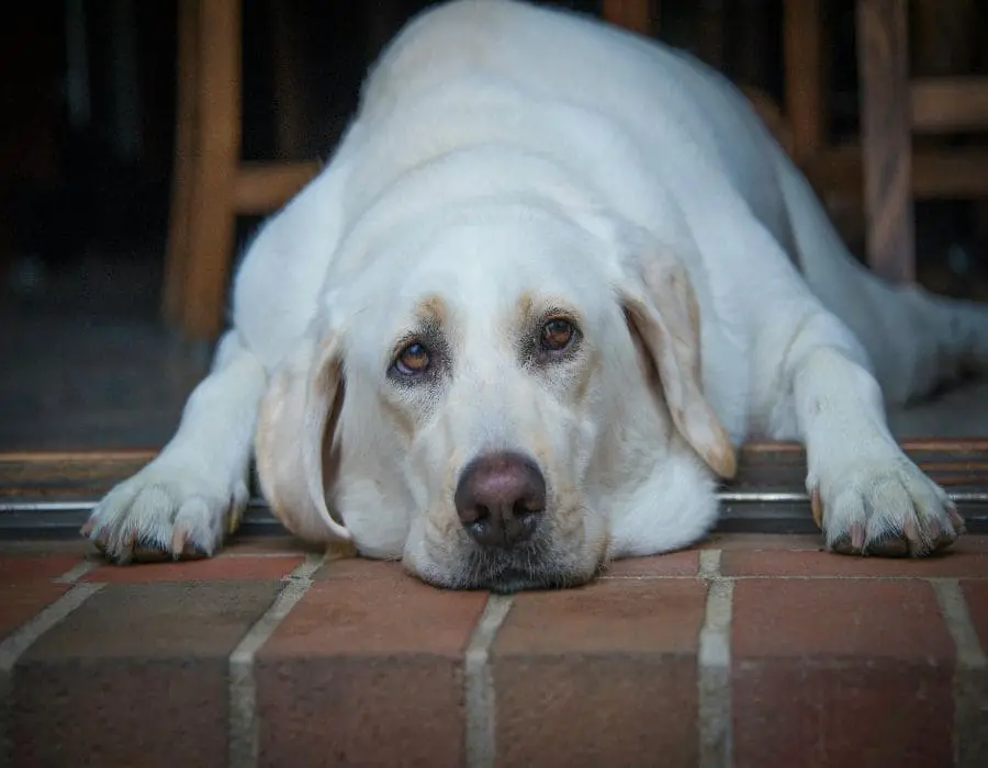 12 Dog Breeds That Don’t Bond Well With Their Owners