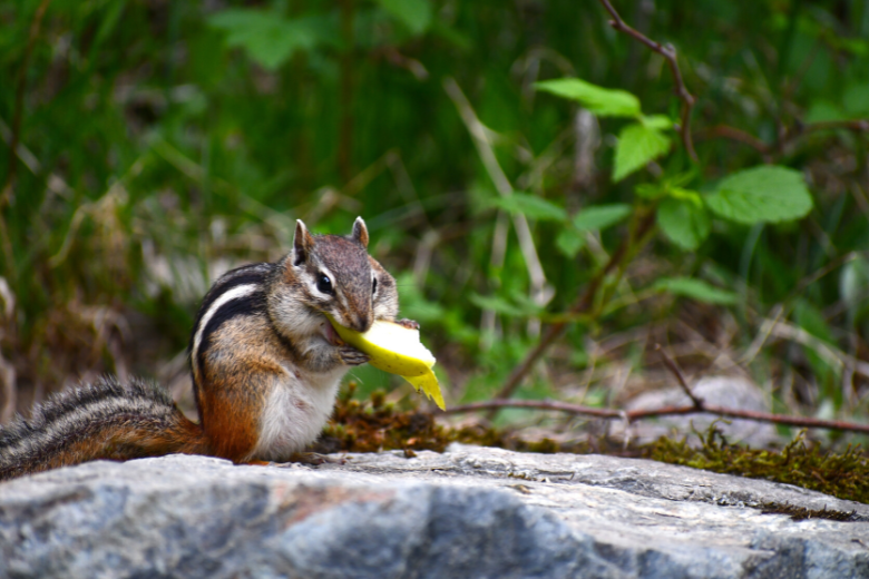 Find out: are you chewing your food wrong?