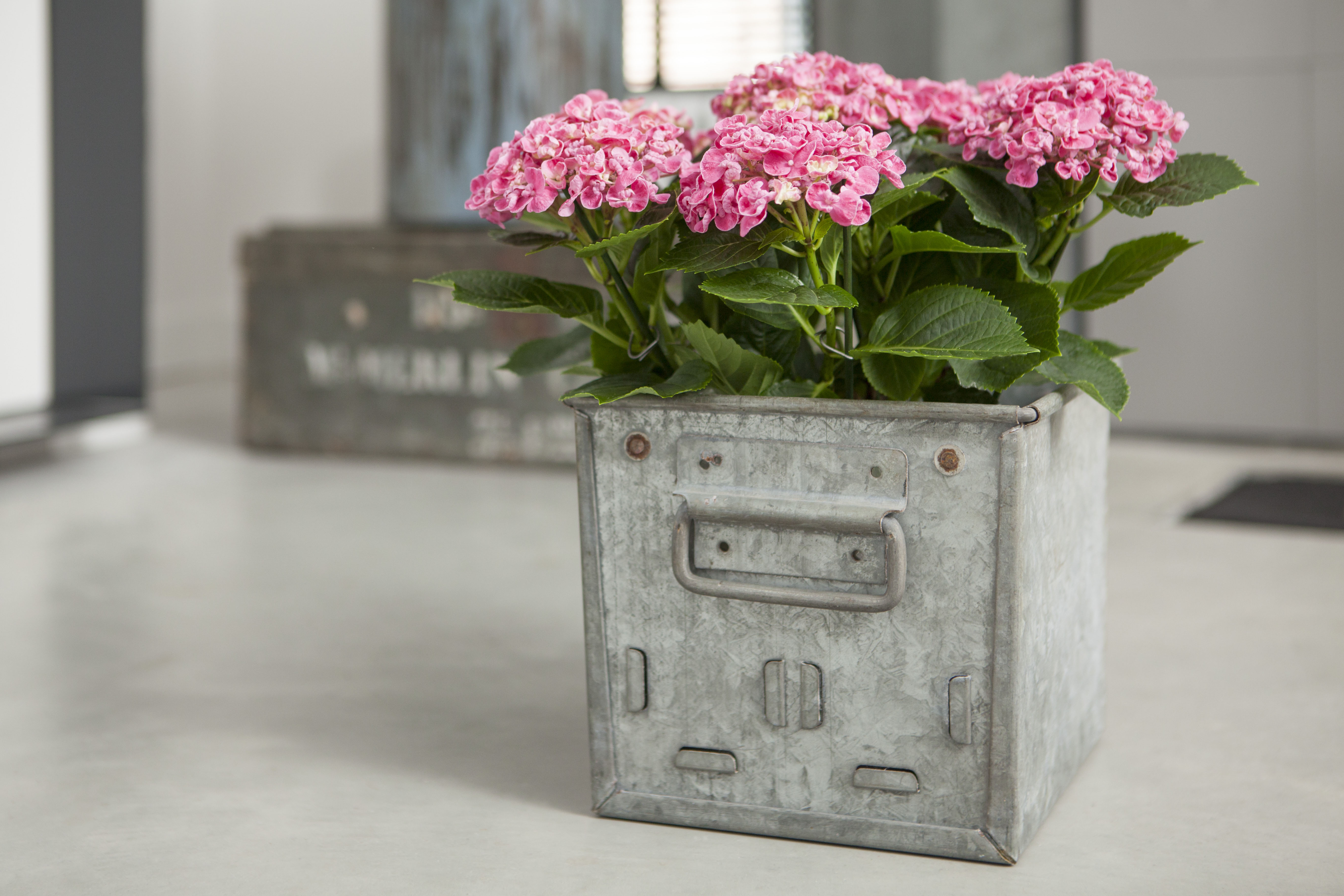 Got a headache, dry skin and burning eyes? Buy THIS plant for your home straight away!