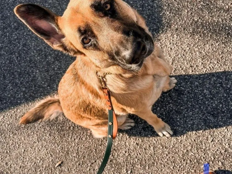 What's Your Dog Really Saying? Uncover 43+ Tips to Crack the Canine Code!