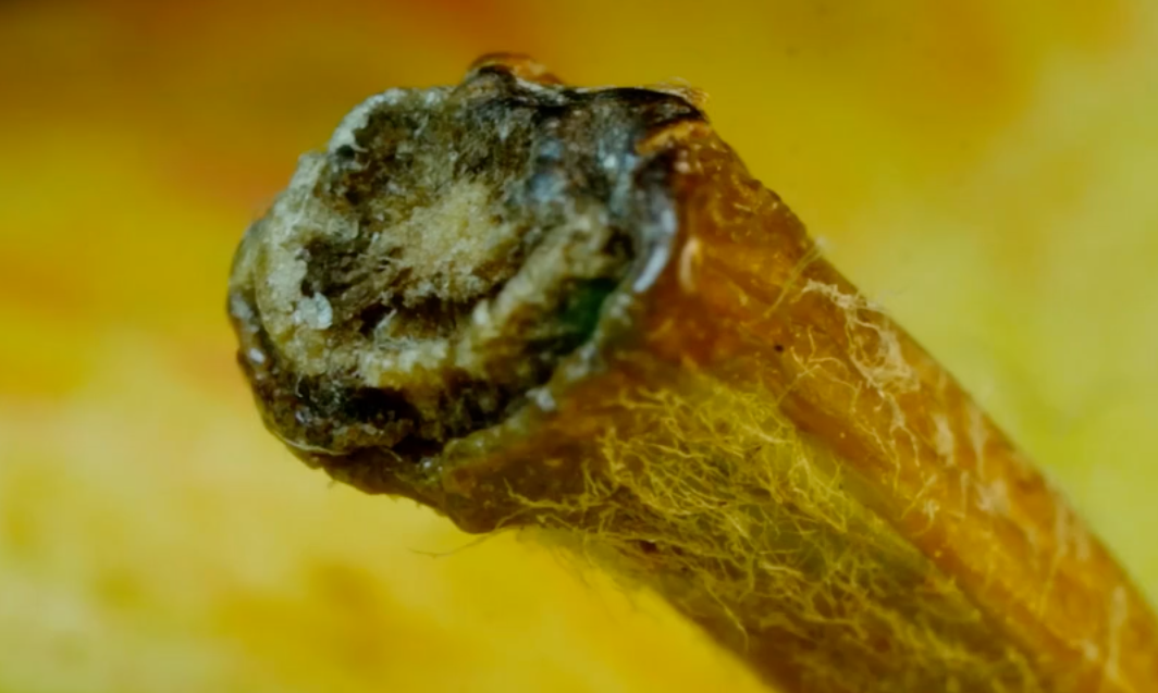 The internet is obsessing over this picture, can you tell what this is supposed to be?