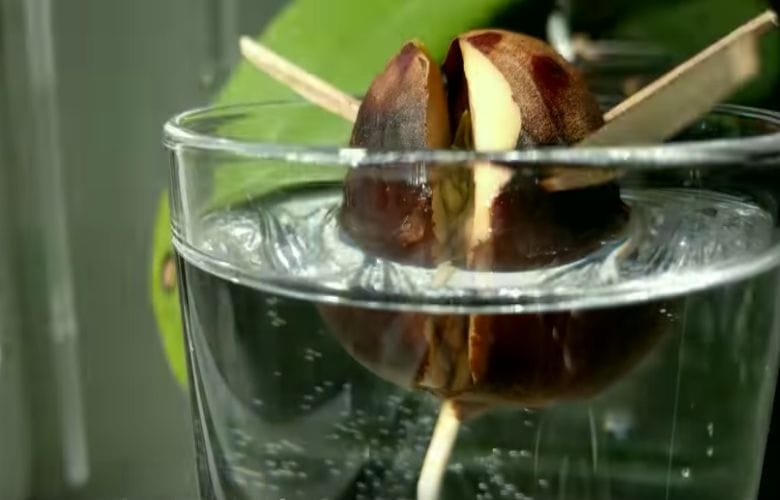 Stick a few skewers into an avocado pit and see what happens in this time lapse! Amazing!
