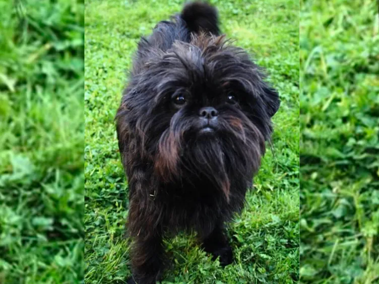 Barking Up the Right Tree: 49 Essential Insights into Your Future Furry Friend