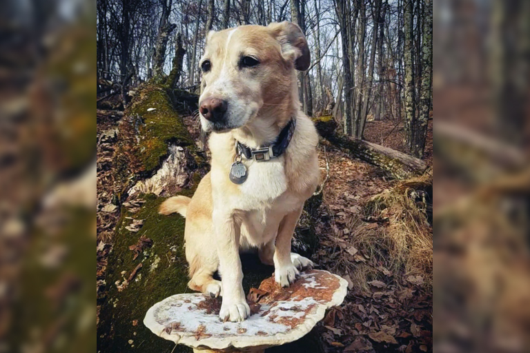 Here are 10 pictures of dogs on mushrooms
