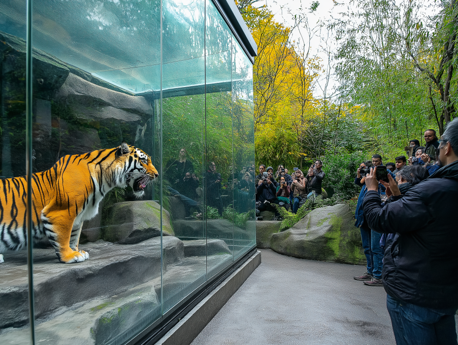 Dog Raises 3 Tiger Cubs – Years Later, Zookeeper Bursts Into Tears When Tiger Does The Unexpected