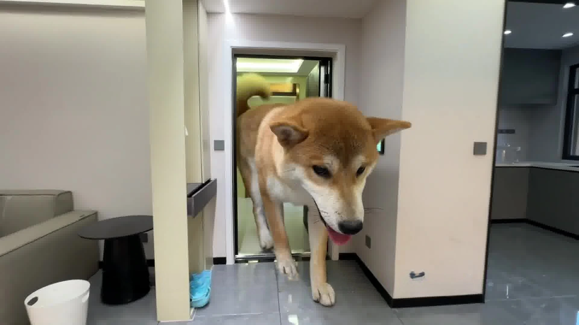 This is a next-level dog house!