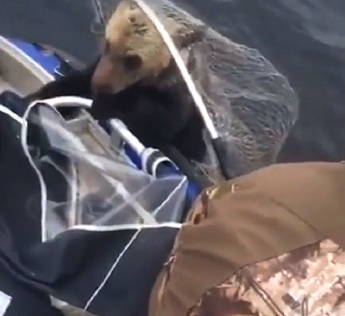 Mother bear leaves exhausted cubs to drown; luckily these fishermen were around