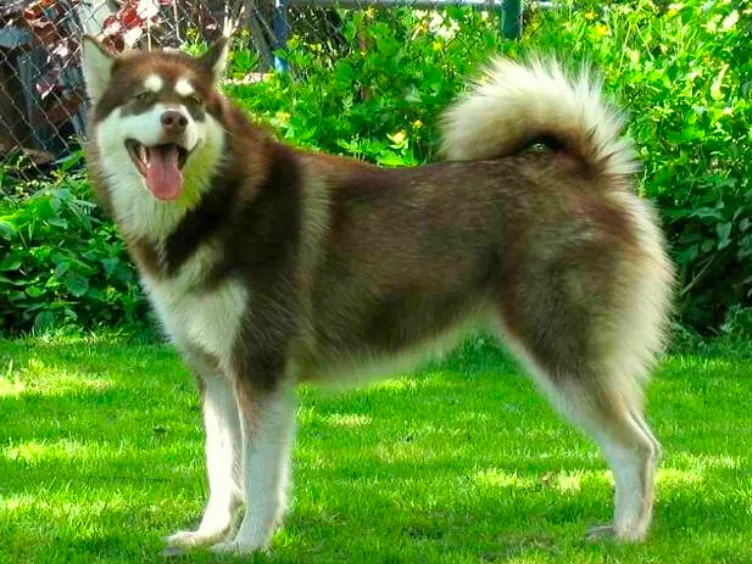 Barking Up the Right Tree: 49 Essential Insights into Your Future Furry Friend