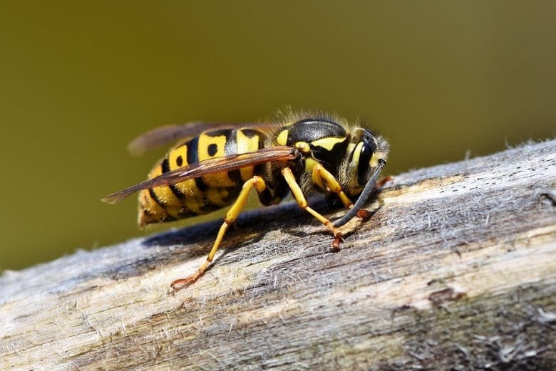Oh no, wasps! No need to panic because with this trick they'll definitely stay away!