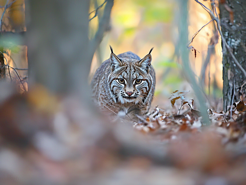 Wild Bobcat Approaches A Woman, and She Decides to Follow