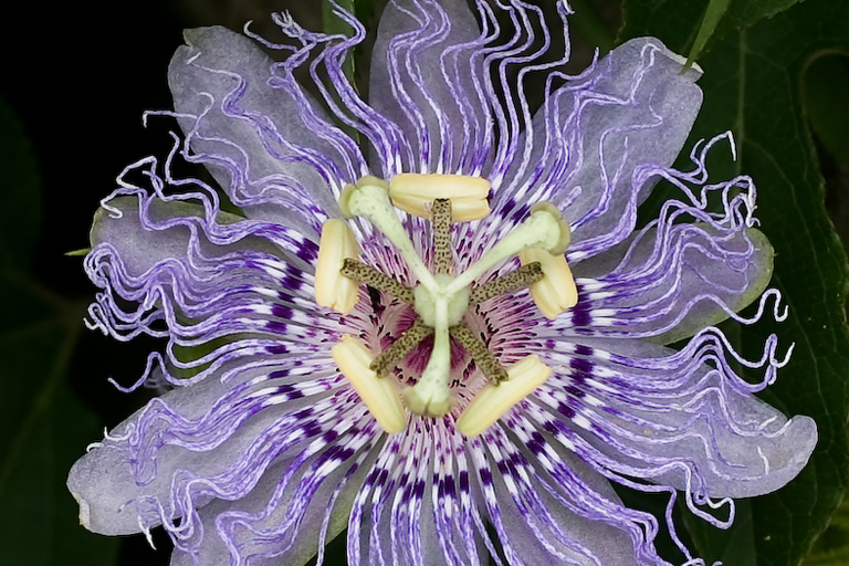 These Plants Found Around The Globe Are Amazing