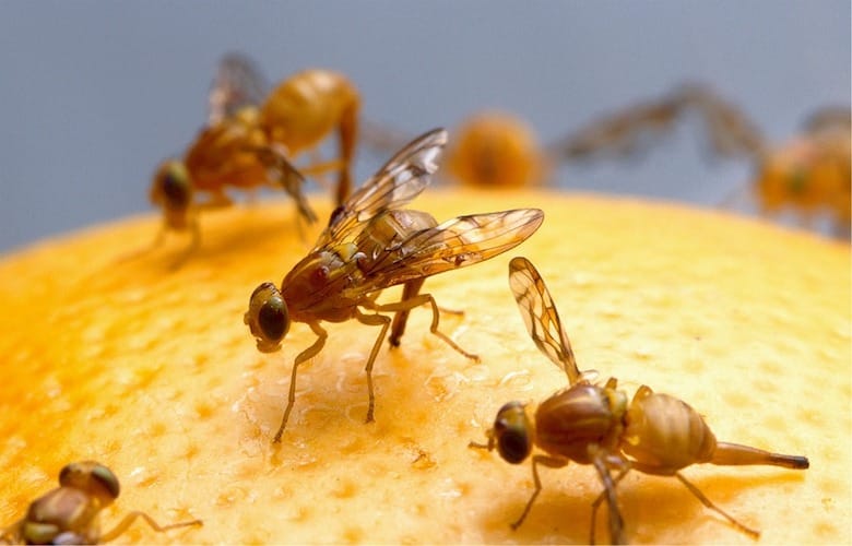 Ah, so that's where fruit flies come from and THIS is how you get rid of them!