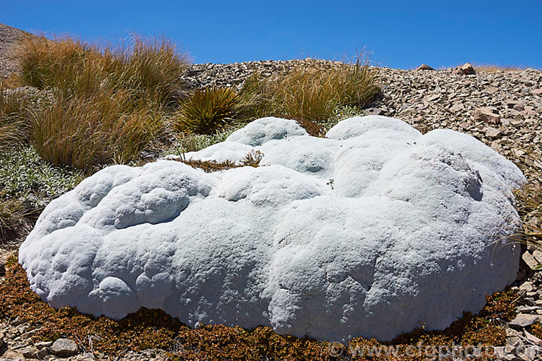 These Plants Found Around The Globe Are Amazing