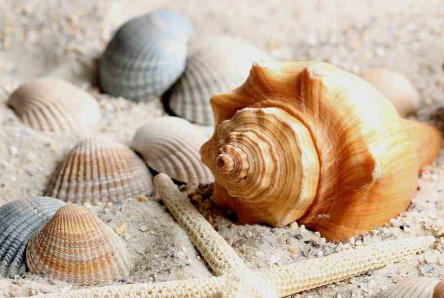 Kalk im Wasserkocher bekämpfen mit Muscheln